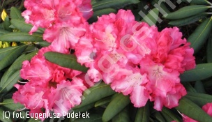 różanecznik 'Emanuela' - Rhododendron 'Emanuela' 