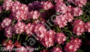 różanecznik 'Emanuela' - Rhododendron 'Emanuela' 