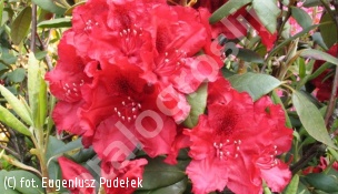 różanecznik 'Erato' - Rhododendron 'Erato' 