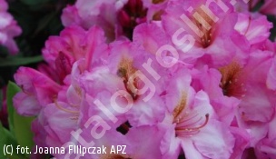 różanecznik 'Ernest Inman' - Rhododendron 'Ernest Inman' 