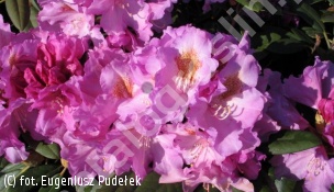 różanecznik 'Ernest Inman' - Rhododendron 'Ernest Inman' 