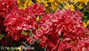 azalia 'Fabiola' - Rhododendron 'Fabiola' 