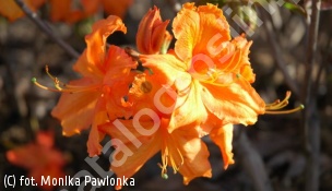 azalia 'Fasching' - Rhododendron 'Fasching' 