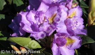 różanecznik 'Fastuosum Plenum' - Rhododendron 'Fastuosum Plenum' 