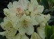 różanecznik 'Festivo' - Rhododendron 'Festivo' 
