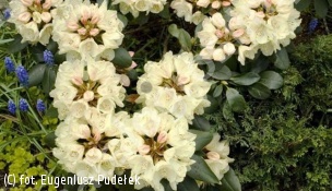 różanecznik 'Festivo' - Rhododendron 'Festivo' 