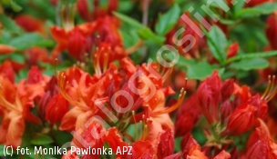 azalia 'Feuerwerk' - Rhododendron 'Feuerwerk' 