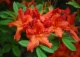 azalia 'Feuerwerk' - Rhododendron 'Feuerwerk' 