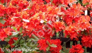 azalia 'Fireball' - Rhododendron 'Fireball' 