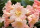 różanecznik 'Flautando' - Rhododendron 'Flautando' 