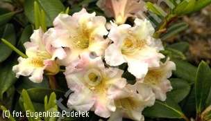 różanecznik 'Flautando' - Rhododendron 'Flautando' 