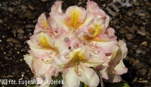 różanecznik 'Fluidum' - Rhododendron 'Fluidum' 