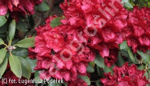 różanecznik 'Francesca' - Rhododendron 'Francesca' 