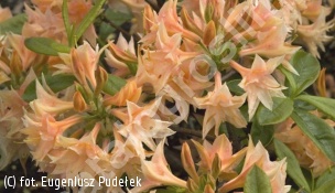 azalia 'Freya' - Rhododendron 'Freya' 