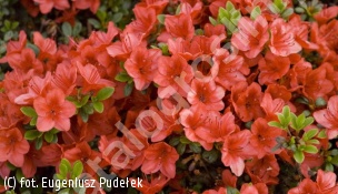 azalia 'Fridoline' - Rhododendron 'Fridoline' 