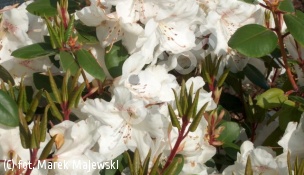 różanecznik 'Gartendirector Riger' - Rhododendron 'Gartendirektor Rieger' 