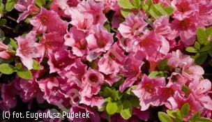 azalia GEISHA DUNKELROSA 'Michiko' - Rhododendron GEISHA DUNKELROSA 'Michiko' 