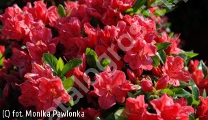 azalia GEISHA ORANGE 'Satschiko' - Rhododendron GEISHA ORANGE 'Satschiko' 