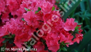 azalia GEISHA PINK 'Momoko' - Rhododendron GEISHA PINK 'Momoko' 