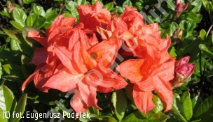 azalia 'Gena Mae' - Rhododendron 'Gena Mae' 