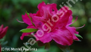 azalia 'Georg Arends' - Rhododendron 'Georg Arends' 