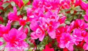 azalia 'Gislinde' - Rhododendron 'Gislinde' 