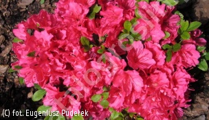 azalia 'Gislinde' - Rhododendron 'Gislinde' 