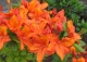 azalia 'Glowing Embers' - Rhododendron 'Glowing Embers' 