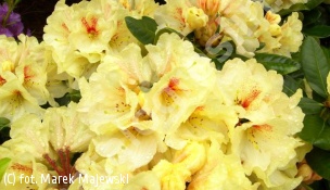 różanecznik 'Goldbukett' - Rhododendron 'Goldbukett' 