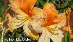azalia 'Golden Flare' - Rhododendron 'Golden Flare' 