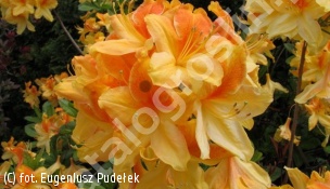 azalia 'Golden Flare' - Rhododendron 'Golden Flare' 