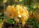 azalia 'Golden Lights' - Rhododendron 'Golden Lights' 