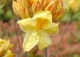 azalia 'Golden Sunset' - Rhododendron 'Golden Sunset' 
