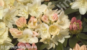 różanecznik 'Golden Torch' - Rhododendron 'Golden Torch' 