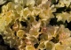 różanecznik 'Golden Torch' - Rhododendron 'Golden Torch' 