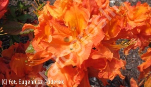 azalia 'Goldflamme' - Rhododendron 'Goldflamme' 