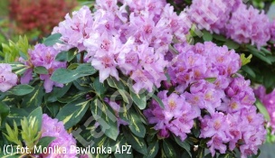 różanecznik 'Goldflimmer' - Rhododendron 'Goldflimmer' 