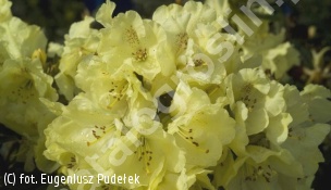 różanecznik 'Goldkrone' - Rhododendron 'Goldkrone' 