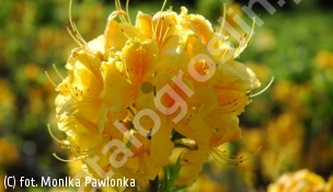 azalia 'Goldpracht' - Rhododendron 'Goldpracht' 