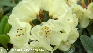 różanecznik 'Graf Lennart' - Rhododendron 'Graf Lennart' 