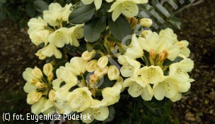 różanecznik 'Graf Lennart' - Rhododendron 'Graf Lennart' 