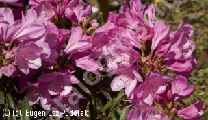 różanecznik 'Graziella' - Rhododendron 'Graziella' 