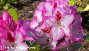 różanecznik 'Hachmann's Charmant' - Rhododendron 'Hachmann's Charmant' 