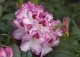 różanecznik 'Hachmann's Charmant' - Rhododendron 'Hachmann's Charmant' 