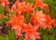 azalia 'Il Tasso' - Rhododendron 'Il Tasso' 