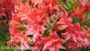 azalia 'Il Tasso' - Rhododendron 'Il Tasso' 