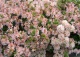 azalia 'Irene Koster' - Rhododendron 'Irene Koster' 