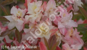 azalia 'Jack A.Sand' - Rhododendron 'Jack A.Sand' 