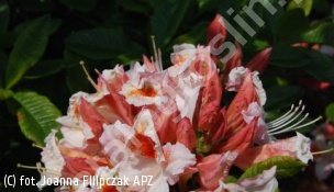 azalia 'Jock Brydon' - Rhododendron 'Jock Brydon' 