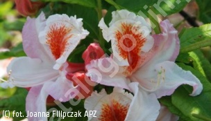 azalia 'Jock Brydon' - Rhododendron 'Jock Brydon' 